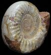 Wide Jurassic Ammonite Fossil - Madagascar #59602-2